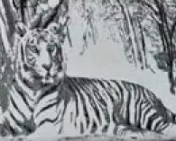 Цвет: Купон Тигр Серый