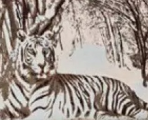 Цвет: Купон Тигр